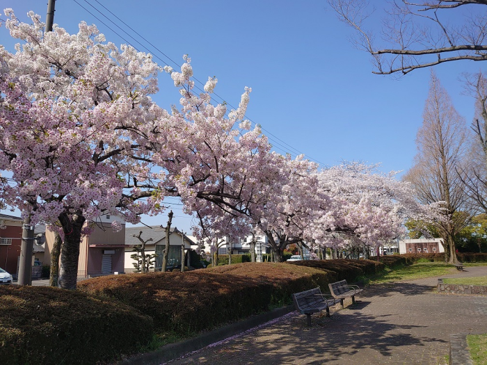 コスモパーク羽島（市民の森羽島公園）写真