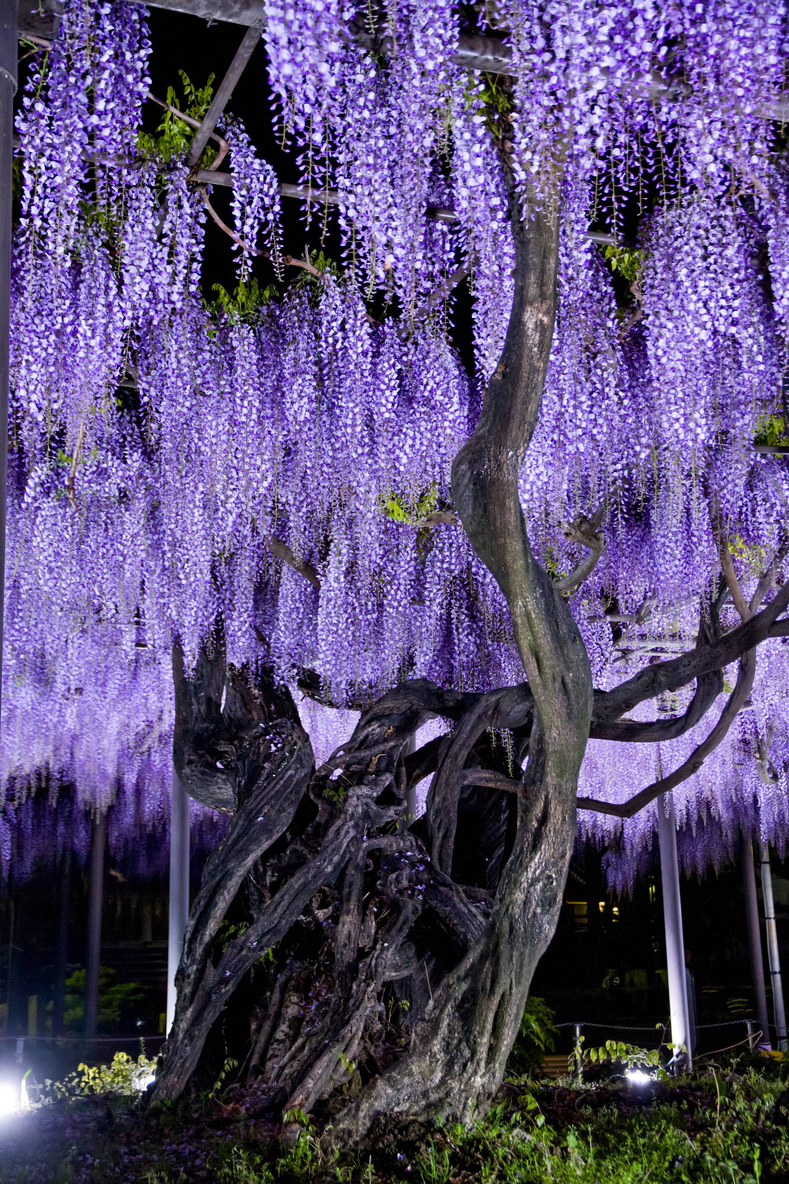 樹齢300年の息吹