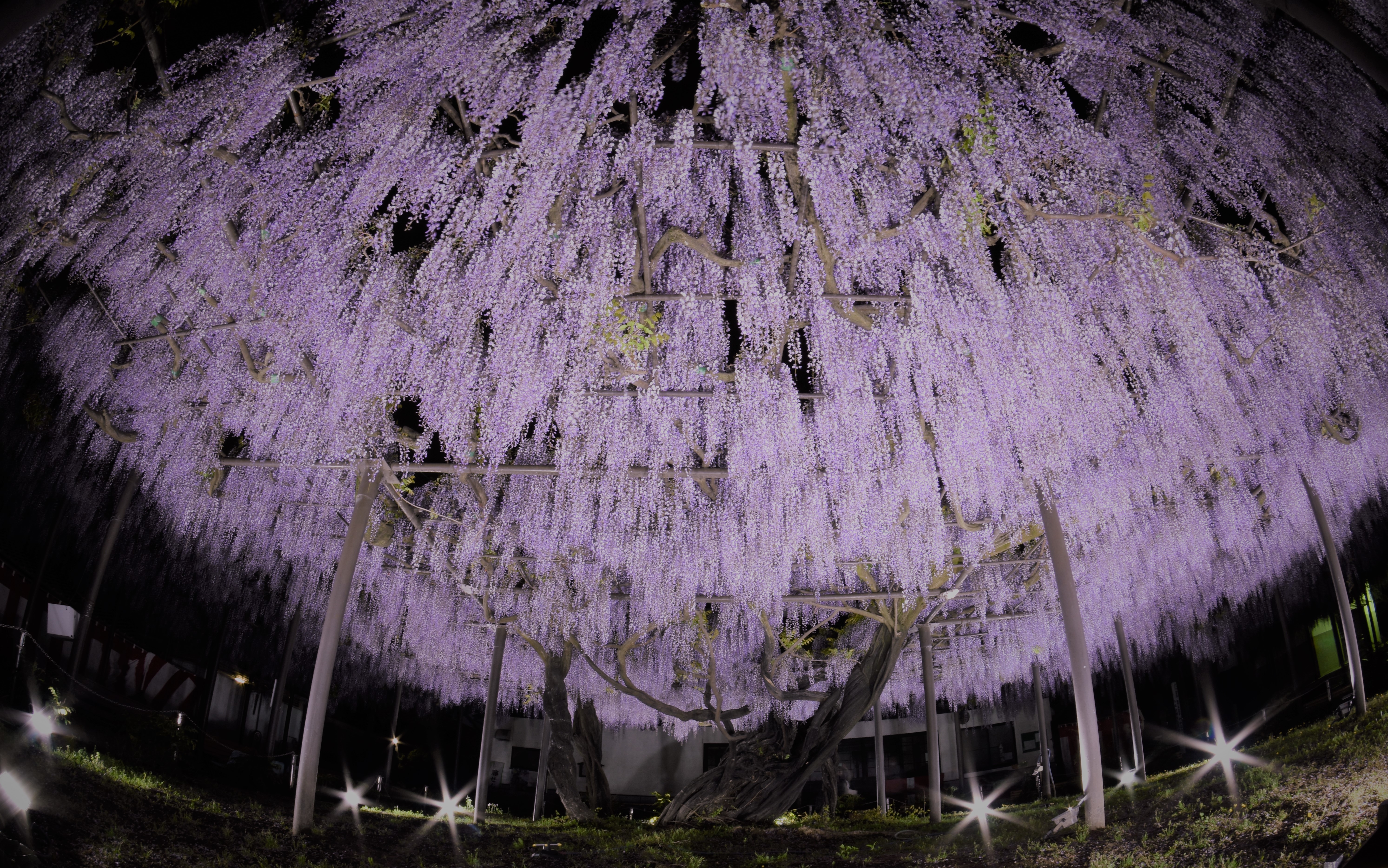 甘い香りに誘われて