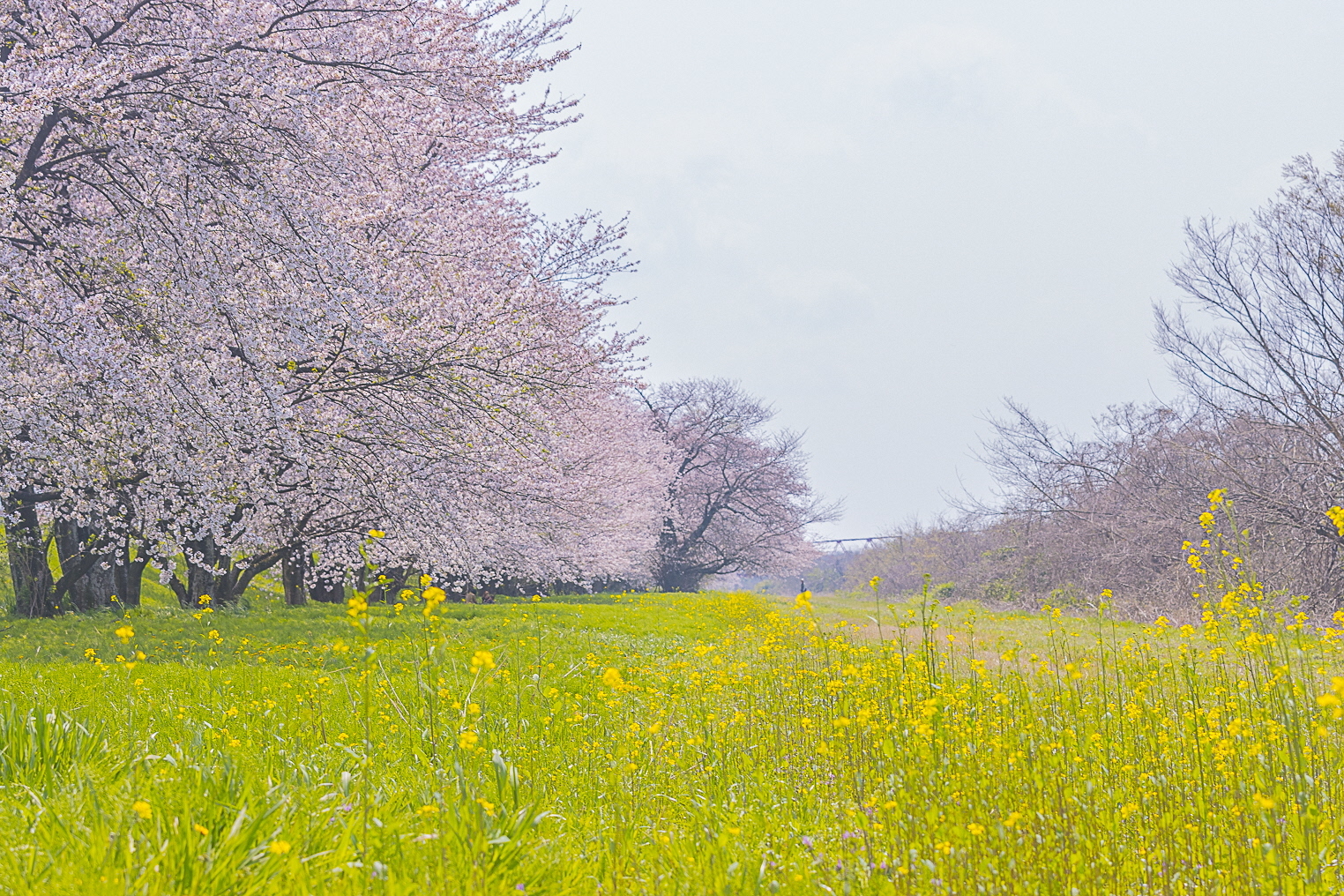 桜