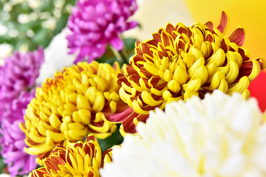 市の花「美濃菊」