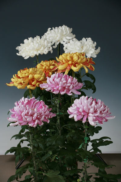 美濃菊のイメージ