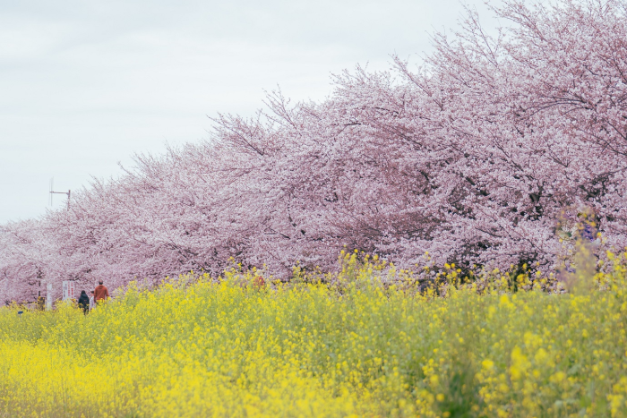 桜堤サブセンターの桜