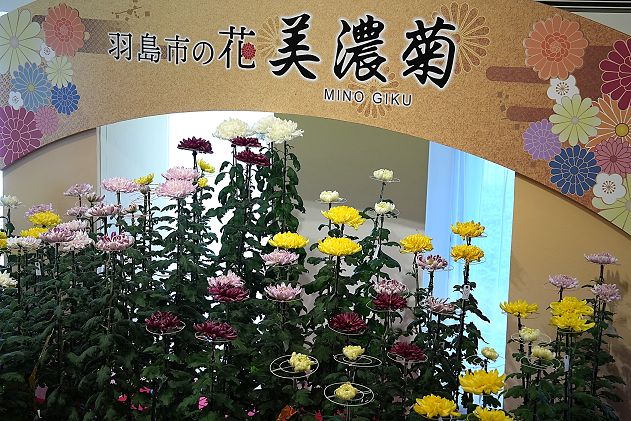 令和6年度美濃菊展