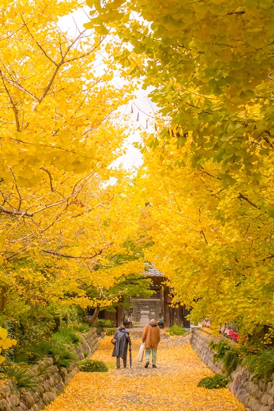 黄金色の散歩道