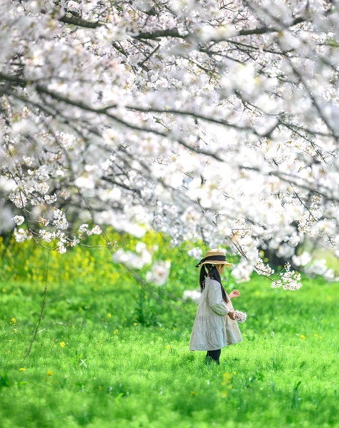 桜の祝福