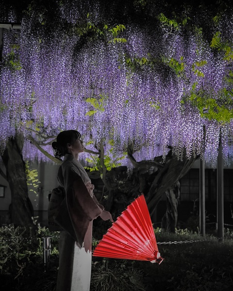 宵の藤